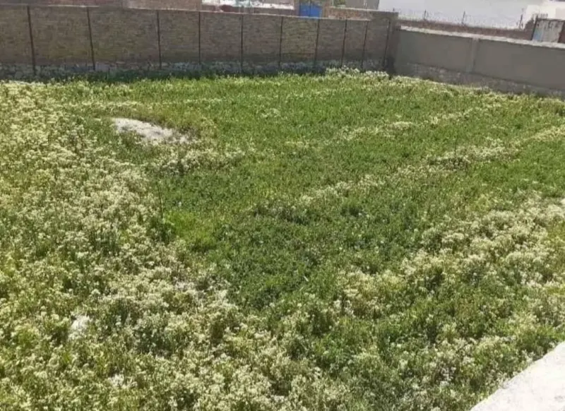 Land for sale, 12 biswa, Nau Burja, Chehelsotoon