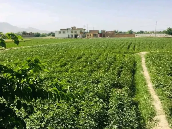 Land for sale, 2.5 jerib, Shewaki, Kabul