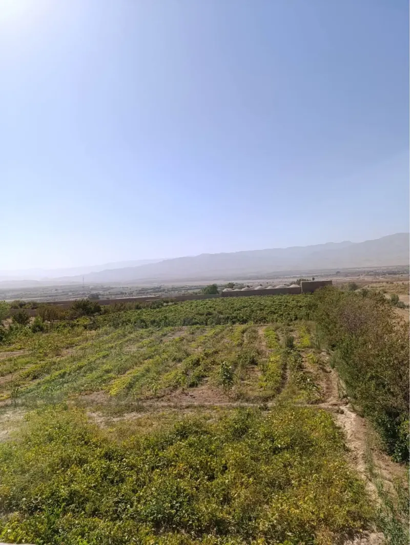 Vineyard and orchard for sale, about 6 jerib, Herat