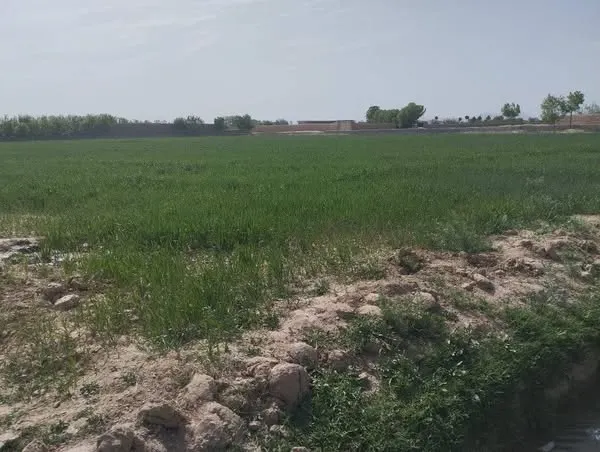Corner farm land for sale, about 4 jerib, Tanqarchan, Malan