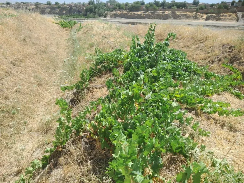 Riverside land for sale, 1000 m², Kohi village, Qaisar, Faryab