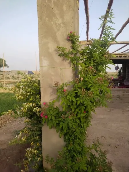 Garden estate for sale, 25 jerib, with mosque and houses