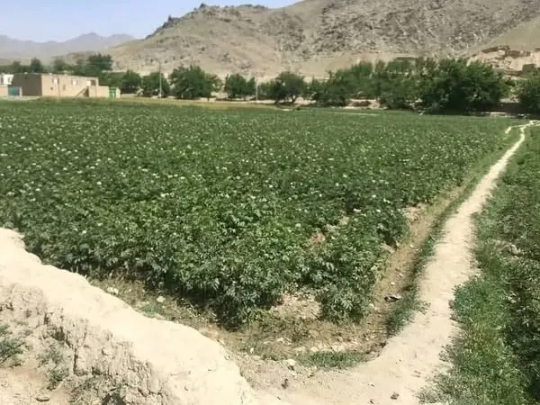 Land for sale, 2.5 jerib, Shewaki, Kabul