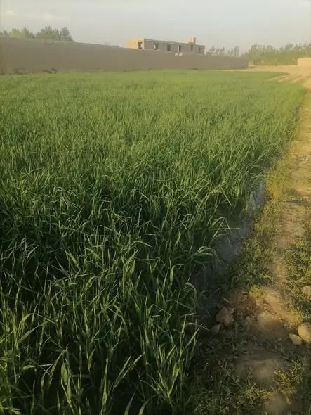 Farm land for sale, 5 jerib, Shah Mazar, Baraki Barak, Logar